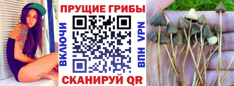 Псилоцибиновые грибы Psilocybe  Исилькуль 